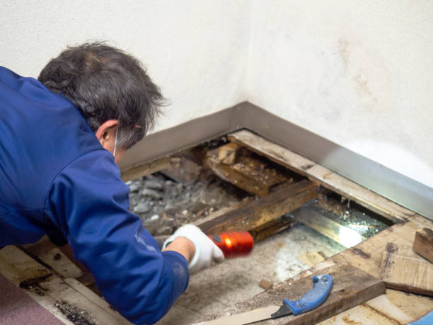 Best Office Mold Removal Services  in Mason Neck, VA