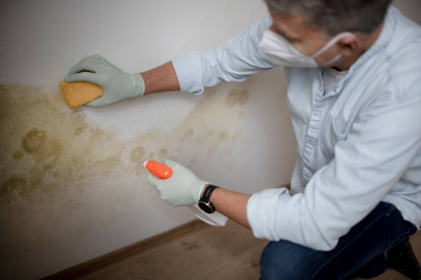 Best Fast Mold Removal  in Mason Neck, VA