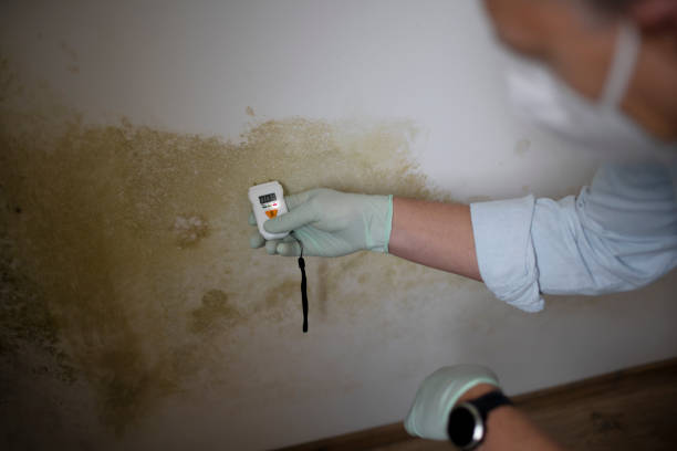 Best Crawl Space Mold Removal  in Mason Neck, VA