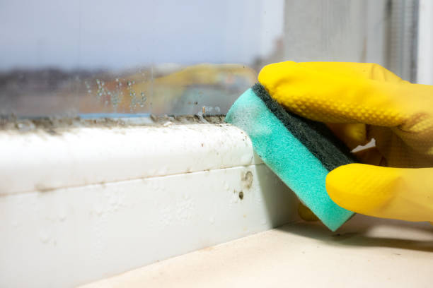 Best Local Mold Removal Service  in Mason Neck, VA