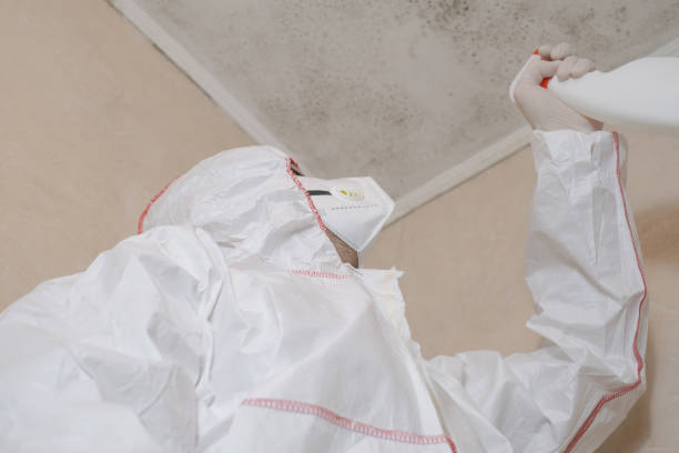 Best Mold Damage Repair  in Mason Neck, VA