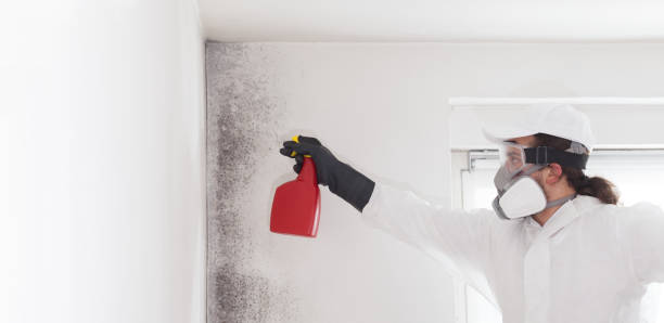 Best Commercial Mold Removal  in Mason Neck, VA
